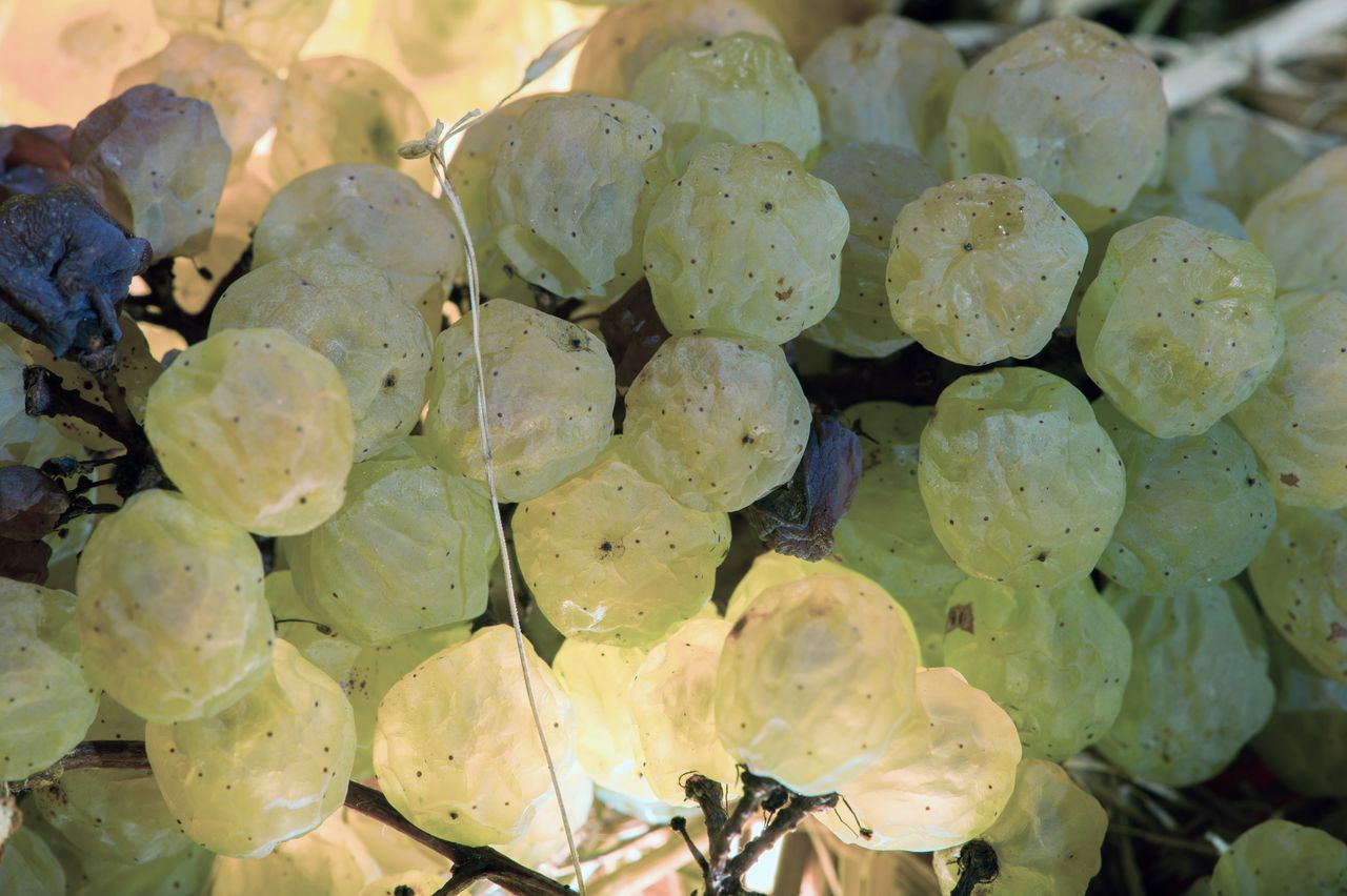 Vignoble Technique Vin de paille VDP-0013